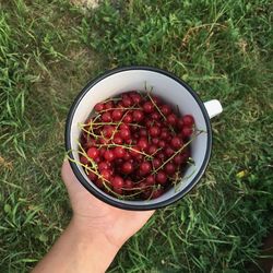 Cropped hand holding red currants in container on field