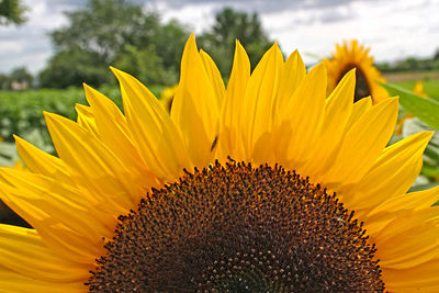 Close-up of sunflower blooming on field against sky