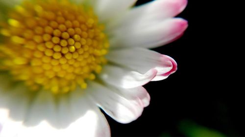 Close-up of white flower