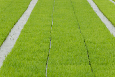 High angle view of footpath