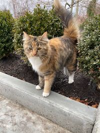 Portrait of cat standing by plants