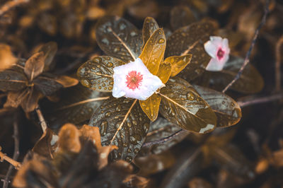 Close-up of autumn leaves on plant