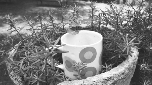 Close-up of coffee cup on plant in field