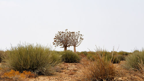 Plants growing on landscape against clear sky