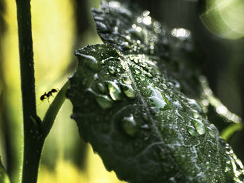 Close-up of wet green plant