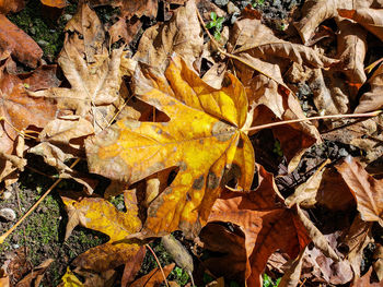 High angle view of dry maple leaves on field