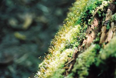 Close-up of fresh green plant