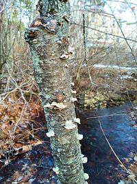 Close-up of lichen on tree trunk