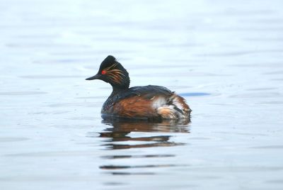 Duck swimming in lake