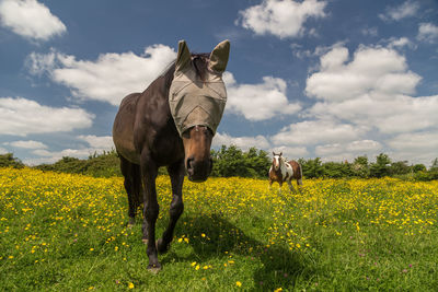Crop on field against cloudy sky