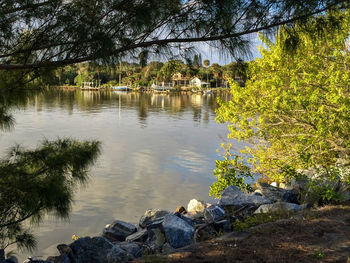 Scenic view of lake in forest