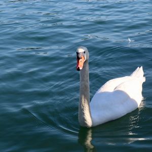 Swan swimming in lake
