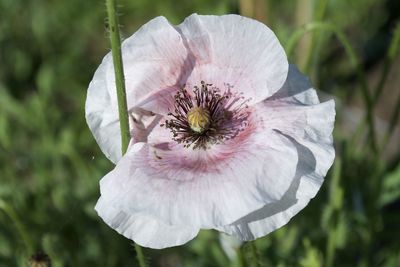 Close-up of white poppy flower