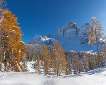 Mount pelmo winter panorama in a sunny day with autumn colored larch forest, dolomites, italy
