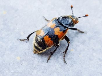 Close-up of insect on snow