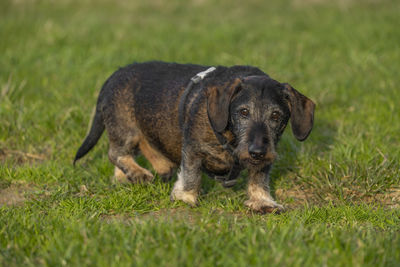 Dog running on field