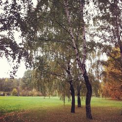 Trees on grassy field