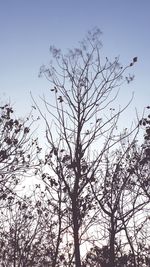 Low angle view of silhouette tree against sky