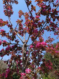 Low angle view of tree against sky