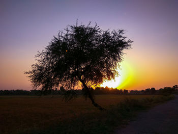 Silhouette tree on field against sky during sunset