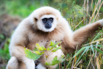 Portrait of monkey sitting on tree