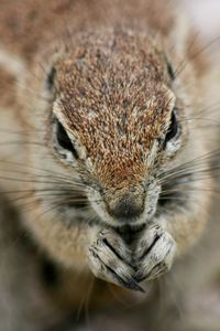 Full face portrait of cape ground squirrel xerus inauris in etosha national park, namibia.