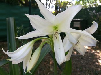 Close-up of white flowers