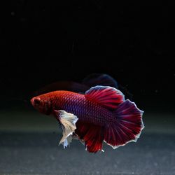 Close-up of fish swimming in sea