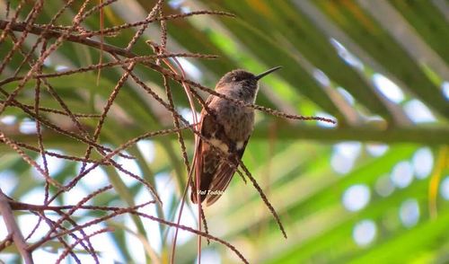 Close-up of bird perching on twig