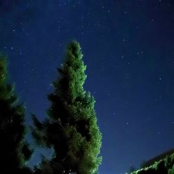 Low angle view of tree against sky at night