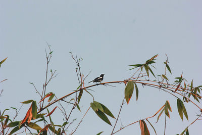 Low angle view of bird on plant against clear sky