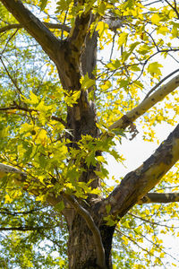 Low angle view of yellow tree