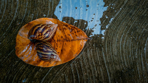 High angle view of shell on tree trunk