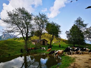 Cows grazing on landscape against sky