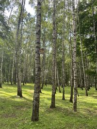 View of trees in forest