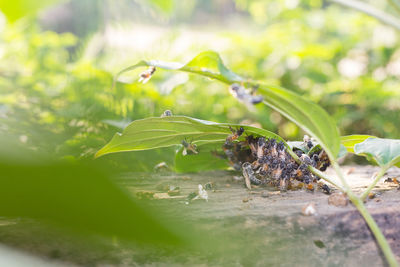 Close-up of insect on leaves