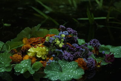 Close-up of purple flowering plant