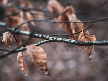 Close-up of dried leaves on branch