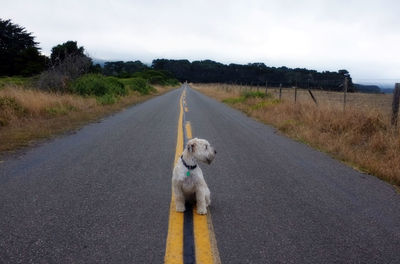 Dog walking on road