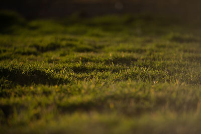 Full frame shot of grass on field