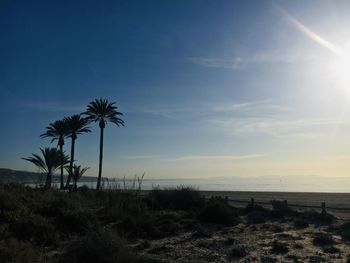 Palm trees on beach against sky during sunset