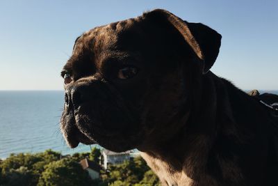 Close-up of dog looking away against sky