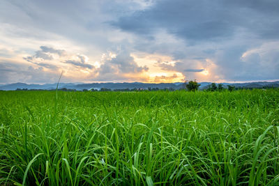 Scenic view of agricultural field against sky