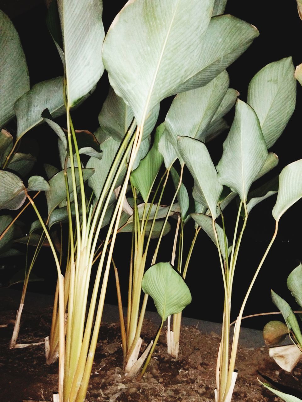 CLOSE-UP OF FRESH PLANTS ON FIELD