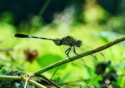 Close-up of damselfly on plant