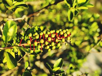 Close-up of fruit growing on tree