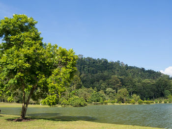 Trees by lake against clear sky