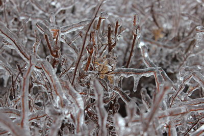 Close-up of dried plant on snow covered field