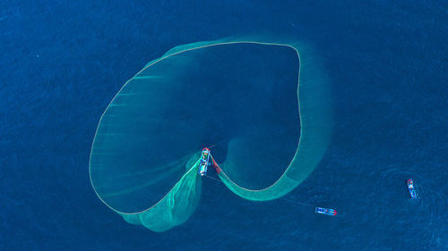 High angle view of jellyfish swimming in sea