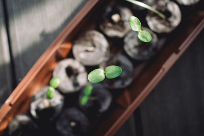 Close-up high angle view of young plants